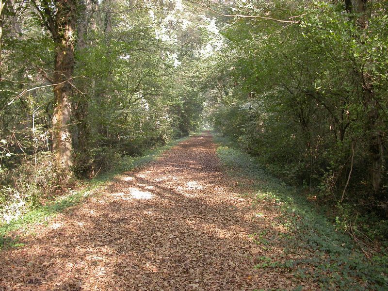 Bosco della Fontana